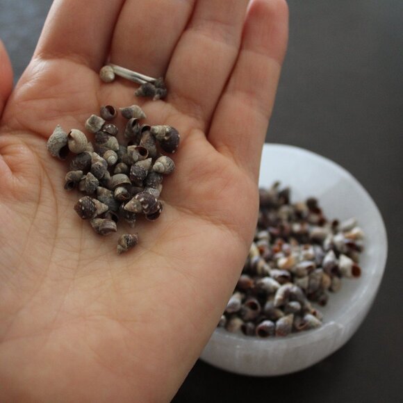 Small Snail seashells - Picture 4 of 7